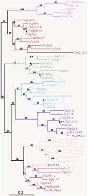 Comparative Embryonic Spatio-Temporal Expression Profile Map of the Xenopus P2X Receptor Family